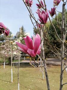 凤凰于飞重生嫁太子免费阅读